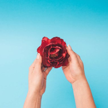 Bir kadının eli zarif bir şekilde pastel mavi arka planda parlak kırmızı bir çiçek tutar. Yaratıcı düz yatak.