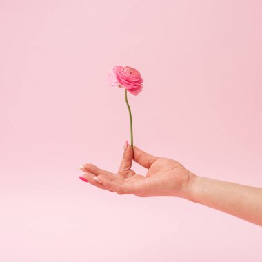 Şık kadınların elleri mavi arka plan güzelliği ve çiçek konseptinde sarı lale tutarlar. Kozmetik için mükemmel..