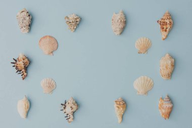 Fotokopi alanı veya dizayn örtüsü için açık mavi arkaplan üzerinde çerçeve olarak düzenlenmiş kabuklar. Yaz, kaplıca veya seyahat kavramları için temiz deniz temalı düzen ideal.
