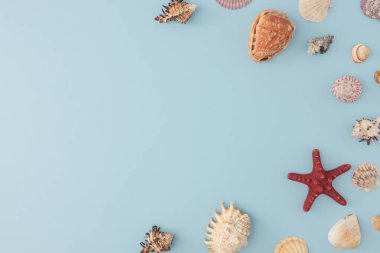 Kırmızı deniz yıldızı ve çeşitli deniz kabukları yumuşak bir pastel mavi arka planın sağ tarafında dizilmiştir. Düz düz deniz canlıları sakin kompozisyon ve doğal simetriyle durgun bir yaşam sürüyorlardı..