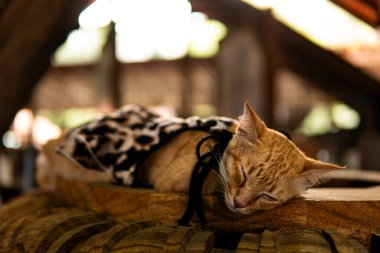 Turuncu kedi, tapınakta bir ahşabın üzerinde yatıp uyuyor.