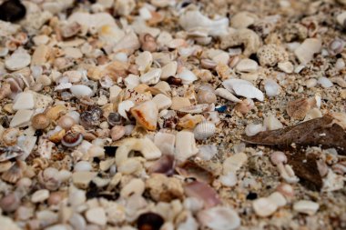 Kumsaldaki deniz kabukları, güzel bir arka plan fotoğrafı.