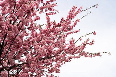 Beyaz gökyüzü arkaplanı olan bir ağaçta pembe çiçek, kartpostal titreşimleri