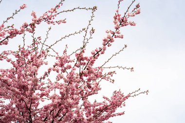 Beyaz gökyüzü arkaplanı olan bir ağaçta pembe çiçek, kartpostal titreşimleri