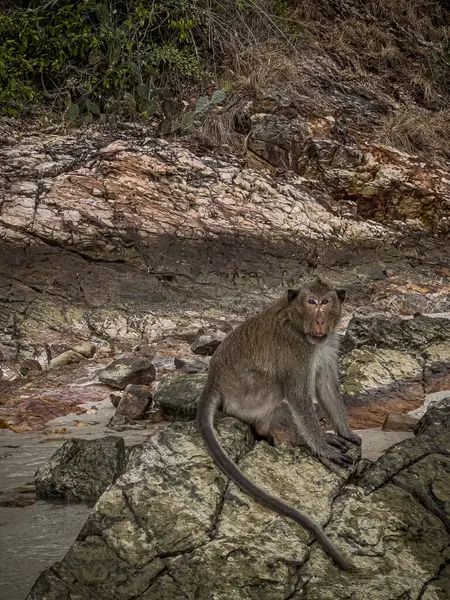 Maymunlar, Tayland sahillerinde tuzlu deniz suyunda banyo yapıyor. Doğal bir olay.