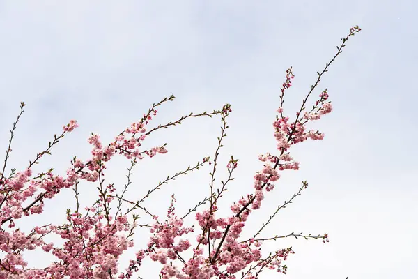 Beyaz gökyüzü arkaplanı olan bir ağaçta pembe çiçek, kartpostal titreşimleri