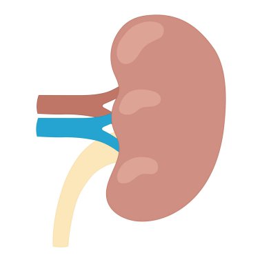 Bir böbreğin vektör çizimi