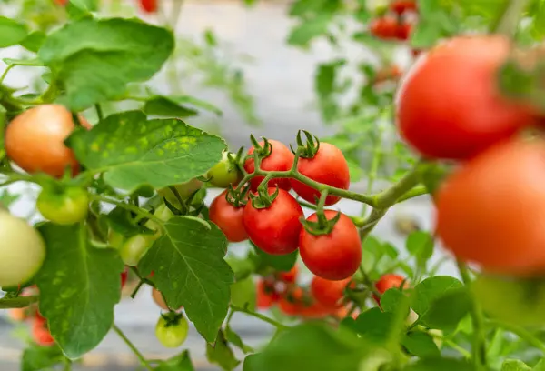 Revolutionizing Agriculture: The Future of Food Production with Greenhouse Technology
