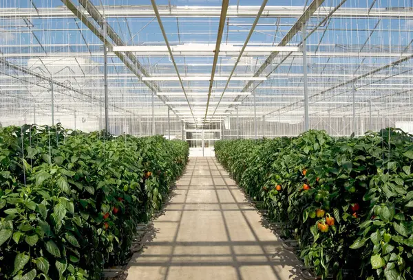 Revolutionizing Agriculture: The Future of Food Production with Greenhouse Technology