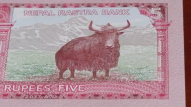 5 Nepal Rupisi ulusal para birimi para yasal ihale banknot tasarısı Merkez Bankası 1. Yüksek kalite 4k görüntü