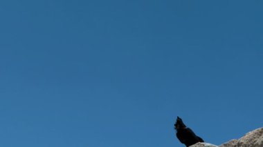 Arizona 'nın çatısında duran büyük karga taşlaşmış orman çölü dış manzarası. Yüksek kalite 4k görüntü