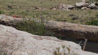 Arizona Köprüsü taşlaşmış orman dış manzara seyahat rotası 4. Yüksek kalite 4k görüntü