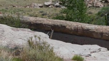 Arizona Köprüsü taşlaşmış orman dış manzara seyahat rotası 3. Yüksek kalite 4k görüntü