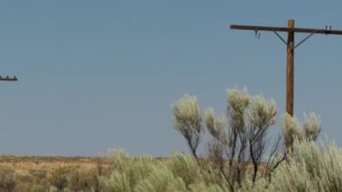 Arizona taşlaşmış orman çöl seyahati, 66 numaralı karayolu aydınlatma direği. Yüksek kalite 4k görüntü