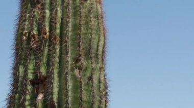 3 Papago Park Phoenix Arizona çifte butte kaktüs temiz gökyüzü doğa botanik bahçesi çöl manzaralı seyahat. Yüksek kalite 4k görüntü