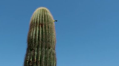 4 Papago Park Phoenix Arizona çifte butte kaktüs temiz gökyüzü botanik bahçesi parkı çöl gezisi. Yüksek kalite 4k görüntü