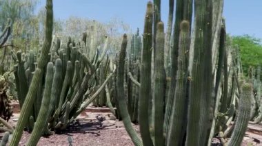 16 Phoenix Arizona kaktüs doğa botanik bahçesi çöl manzarası. Yüksek kalite 4k görüntü