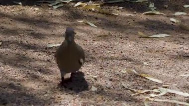 Phoenix Arizona doğa botanik bahçesi çöl manzarasında 19 kuş yürüyor. Yüksek kalite 4k görüntü