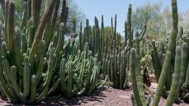 15 Phoenix Arizona kaktüsü doğa botanik bahçesi çöl manzarası. Yüksek kalite 4k görüntü