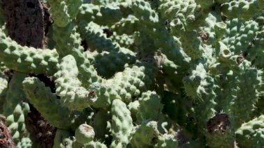 17 Phoenix Arizona kaktüs doğa botanik bahçesi çöl manzarası. Yüksek kalite 4k görüntü
