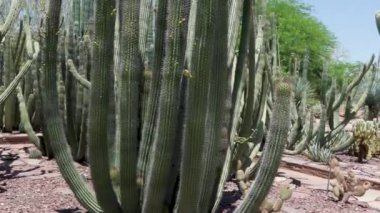 14 Phoenix Arizona kaktüsü doğa botanik bahçesi çöl manzarası. Yüksek kalite 4k görüntü