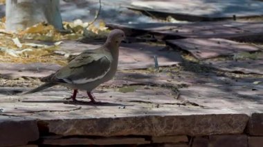 Phoenix Arizona doğa botanik bahçesi çöl arazisinde 20 kuş yürüyor. Yüksek kalite 4k görüntü