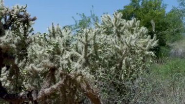 27 Phoenix Arizona kaktüs doğa botanik bahçesi çöl manzarası. Yüksek kalite 4k görüntü
