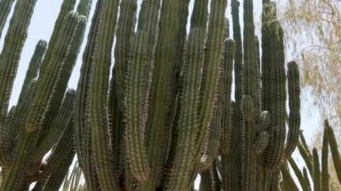 22 Phoenix Arizona kaktüsü doğa botanik bahçesi çöl manzarası. Yüksek kalite 4k görüntü