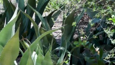 26 Phoenix Arizona kaktüs doğa botanik bahçesi çöl manzarası. Yüksek kalite 4k görüntü