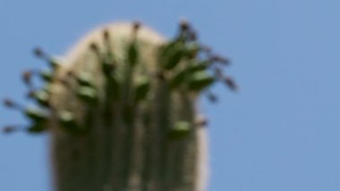 21 Phoenix Arizona kaktüs doğa botanik bahçesi çöl manzarası. Yüksek kalite 4k görüntü