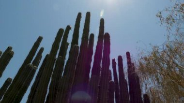 23 Phoenix Arizona kaktüsü doğa botanik bahçesi çöl manzarası. Yüksek kalite 4k görüntü