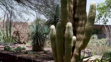 58 Phoenix Arizona kaktüs doğa botanik bahçesi çöl manzarası. Yüksek kalite 4k görüntü