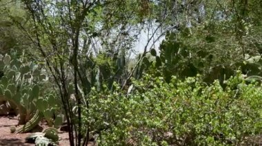 52 Phoenix Arizona kaktüs doğa botanik bahçesi çöl manzarası. Yüksek kalite 4k görüntü