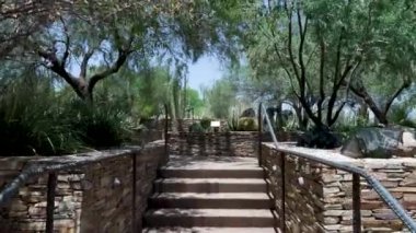 55 Phoenix Arizona kaktüs doğa botanik bahçesi çöl manzarası. Yüksek kalite 4k görüntü