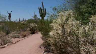 34 Phoenix Arizona kaktüs doğa botanik bahçesi çöl manzarası. Yüksek kalite 4k görüntü