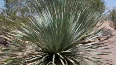 47 Phoenix Arizona kaktüs doğa botanik bahçesi çöl manzarası. Yüksek kalite 4k görüntü