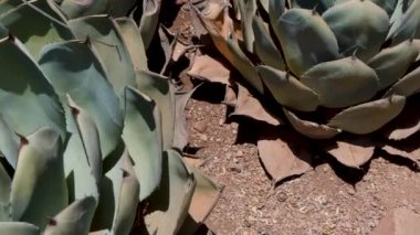 32 Phoenix Arizona kaktüs doğa botanik bahçesi çöl manzarası. Yüksek kalite 4k görüntü