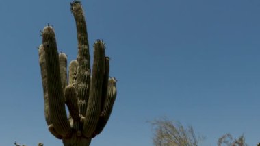 35 Phoenix Arizona kaktüs doğa botanik bahçesi çöl manzarası. Yüksek kalite 4k görüntü
