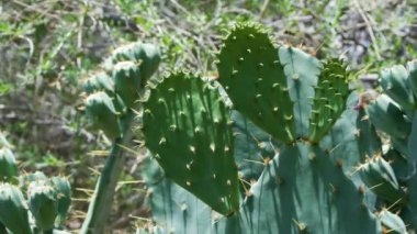 31 Phoenix Arizona kaktüs doğa botanik bahçesi çöl manzarası. Yüksek kalite 4k görüntü