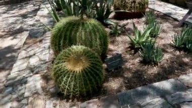 56 Phoenix Arizona kaktüs doğa botanik bahçesi çöl manzarası. Yüksek kalite 4k görüntü