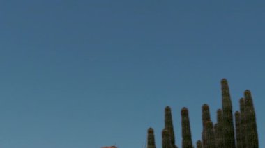 37 Phoenix Arizona kaktüs doğa botanik bahçesi çöl manzarası. Yüksek kalite 4k görüntü
