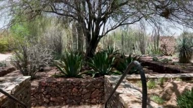 59 Phoenix Arizona kaktüs doğa botanik bahçesi çöl manzarası. Yüksek kalite 4k görüntü