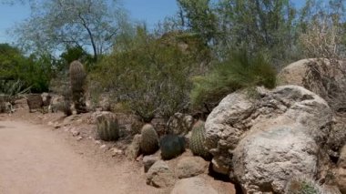 43 Phoenix Arizona kaktüs doğa botanik bahçesi çöl manzarası. Yüksek kalite 4k görüntü