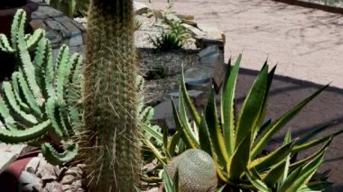 60 Phoenix Arizona kaktüs doğa botanik bahçesi çöl manzarası. Yüksek kalite 4k görüntü
