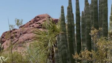 38 Phoenix Arizona kaktüs doğa botanik bahçesi çöl manzarası. Yüksek kalite 4k görüntü