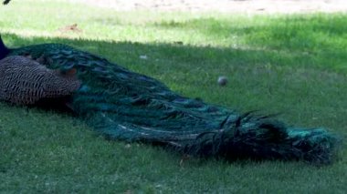 Mavi tavuskuşu doğa hayvanat bahçesi parkı Arizona çöl yolculuğu 1. Yüksek kalite 4k görüntü