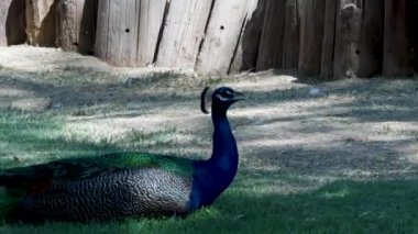 Mavi tavuskuşu doğa hayvanat bahçesi parkı Arizona çöl yolculuğu 3. Yüksek kalite 4k görüntü