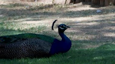 Mavi tavuskuşu doğa hayvanat bahçesi parkı Arizona çöl yolculuğu 2. Yüksek kalite 4k görüntü