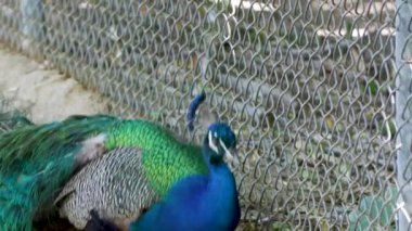 Mavi tavuskuşu doğa hayvanat bahçesi parkı Arizona çöl yolculuğu 4. Yüksek kalite 4k görüntü