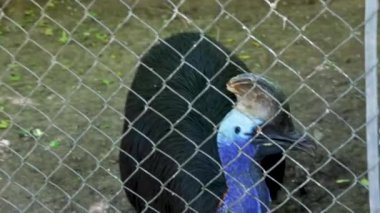 Çift ayaklı cassowary uçamayan kara kuş vahşi yaşam safarisi hayvanat bahçesinde 17 tur. Yüksek kalite 4k görüntü
